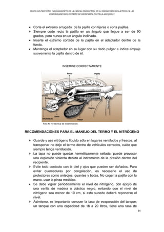 PERFIL DE PROYECTO: “MEJORAMIENTO DE LA CADENA PRODUCTIVA EN LA PRODUCCIÓN DE LÁCTEOS EN LAS
COMUNIDADES DEL DISTRITO DE ORCOPAMPA-CASTILLA-AREQUIPA”.
14
 Corte el extremo arrugado de la pajilla con tijeras o corta pajillas.
 Siempre corte recto la pajilla en un ángulo que llegue a ser de 90
grados, pero nunca en un ángulo inclinado.
 Inserte el extremo cortado de la pajilla en el adaptador dentro de la
funda.
 Mantenga el adaptador en su lugar con su dedo pulgar e índice empuje
suavemente la pajilla dentro de él.
INSEMINE CORRECTAMENTE
Foto N° 10 técnica de inseminación.
RECOMENDACIONES PARA EL MANEJO DEL TERMO Y EL NITRÓGENO
 Guarde y use nitrógeno líquido sólo en lugares ventilados y frescos, al
transportar no deje el termo dentro de vehículos cerrados, cuide que
siempre tenga ventilación.
 La tapa no puede quedar herméticamente sellada, puede provocar
una explosión violenta debido al incremento de la presión dentro del
recipiente.
 Evite todo contacto con la piel y ojos que pueden ser dañados. Para
evitar quemaduras por congelación, es necesario el uso de
protectores como anteojos, guantes y botas. No coger la pajilla con la
mano, usar la pinza metálica.
 Se debe vigilar periódicamente el nivel de nitrógeno, con apoyo de
una varilla de madera o plástico negro, evitando que el nivel de
nitrógeno sea menor de 10 cm, si esto sucede deberá reponerse el
nivel.
 Asimismo, es importante conocer la tasa de evaporación del tanque;
un tanque con una capacidad de 16 a 20 litros, tiene una tasa de
 