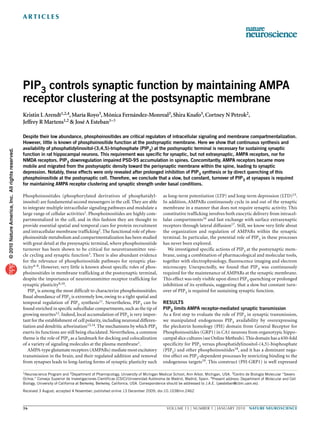 a r t ic l e s




                                                   PIP3 controls synaptic function by maintaining AMPA
                                                   receptor clustering at the postsynaptic membrane
                                                   Kristin L Arendt1,2,4, María Royo3, Mónica Fernández-Monreal3, Shira Knafo3, Cortney N Petrok2,
                                                   Jeffrey R Martens1,2 & José A Esteban1–3

                                                   Despite their low abundance, phosphoinositides are critical regulators of intracellular signaling and membrane compartmentalization.
                                                   However, little is known of phosphoinositide function at the postsynaptic membrane. Here we show that continuous synthesis and
                                                   availability of phosphatidylinositol-(3,4,5)-trisphosphate (PIP3) at the postsynaptic terminal is necessary for sustaining synaptic
© 2010 Nature America, Inc. All rights reserved.




                                                   function in rat hippocampal neurons. This requirement was specific for synaptic, but not extrasynaptic, AMPA receptors, nor for
                                                   NMDA receptors. PIP3 downregulation impaired PSD-95 accumulation in spines. Concomitantly, AMPA receptors became more
                                                   mobile and migrated from the postsynaptic density toward the perisynaptic membrane within the spine, leading to synaptic
                                                   depression. Notably, these effects were only revealed after prolonged inhibition of PIP3 synthesis or by direct quenching of this
                                                   phosphoinositide at the postsynaptic cell. Therefore, we conclude that a slow, but constant, turnover of PIP 3 at synapses is required
                                                   for maintaining AMPA receptor clustering and synaptic strength under basal conditions.

                                                   Phosphoinositides (phosphorylated derivatives of phosphatidyl­-                   as long-term potentiation (LTP) and long-term ­depression (LTD)15.
                                                   ino­sitol) are fundamental second messengers in the cell. They are able           In addition, AMPARs continuously cycle in and out of the synaptic
                                                   to integrate multiple intracellular signaling pathways and modulate a             membrane in a manner that does not require synaptic activity. This
                                                   large range of cellular activities1. Phosphoinositides are highly com-            constitutive trafficking involves both exocytic delivery from intracel-
                                                   partmentalized in the cell, and in this fashion they are thought to               lular compartments16 and fast exchange with surface extrasynaptic
                                                   provide essential spatial and temporal cues for protein recruitment               receptors through lateral diffusion17. Still, we know very little about
                                                   and intracellular membrane trafficking2. The functional role of phos-             the organization and regulation of AMPARs within the synaptic
                                                   phoinositide metabolism and compartmentalization has been studied                 t
                                                                                                                                     ­ erminal. In particular, the potential role of PIP3 in these processes
                                                   with great detail at the presynaptic terminal, where phosphoinositide             has never been explored.
                                                   turnover has been shown to be critical for neurotransmitter vesi-                     We investigated specific actions of PIP3 at the postsynaptic mem-
                                                   cle cycling and synaptic function3. There is also abundant evidence               brane, using a combination of pharmacological and molecular tools,
                                                   for the relevance of phosphoinositide pathways for synaptic plas-                 together with electrophysiology, fluorescence imaging and electron
                                                   ticity4–8. However, very little is known about specific roles of phos-            microscopy. Unexpectedly, we found that PIP 3 was continuously
                                                   phoinositides in membrane trafficking at the postsynaptic terminal,               required for the maintenance of AMPARs at the synaptic membrane.
                                                   despite the importance of neurotransmitter receptor trafficking for               This effect was only visible upon direct PIP3 quenching or prolonged
                                                   synaptic plasticity9,10.                                                          inhibition of its synthesis, suggesting that a slow but constant turn­
                                                      PIP3 is among the most difficult to characterize phosphoinositides.            over of PIP3 is required for sustaining synaptic function.
                                                   Basal abundance of PIP3 is extremely low, owing to a tight spatial and
                                                   temporal regulation of PIP3 synthesis11. Nevertheless, PIP3 can be                RESULTS
                                                   found enriched in specific subcellular compartments, such as the tip of           PIP3 limits AMPA receptor-mediated synaptic transmission
                                                   growing neurites12. Indeed, local accumulation of PIP3 is very impor-             As a first step to evaluate the role of PIP3 in synaptic transmission,
                                                   tant for the establishment of cell polarity, including neuronal differen-         we manipulated endogenous PIP3 availability by overexpressing
                                                   tiation and dendritic arborization13,14. The mechanisms by which PIP3             the pleckstrin homology (PH) domain from General Receptor for
                                                   exerts its functions are still being elucidated. Nevertheless, a common           Phosphoinositides (GRP1) in CA1 neurons from organotypic hippo­
                                                   theme is the role of PIP3 as a landmark for docking and colocalization            campal slice cultures (see Online Methods). This domain has a 650-fold
                                                   of a variety of signaling molecules at the plasma membrane1.                      specificity for PIP3 versus phosphatidylinositol-(4,5)-bisphosphate
                                                      AMPA-type glutamate receptors (AMPARs) mediate most excitatory                 (PIP2) and other phosphoinositides18, and it has a dominant nega-
                                                   transmission in the brain, and their regulated addition and removal               tive effect on PIP3-dependent processes by restricting binding to the
                                                   from synapses leads to long-lasting forms of synaptic ­plasticity such            endogenous targets19. This construct (PH-GRP1) is well expressed

                                                   1Neuroscience Program and 2Department of Pharmacology, University of Michigan Medical School, Ann Arbor, Michigan, USA. 3Centro de Biología Molecular “Severo

                                                   Ochoa,” Consejo Superior de Investigaciones Científicas (CSIC)/Universidad Autónoma de Madrid, Madrid, Spain. 4Present address: Department of Molecular and Cell
                                                   Biology, University of California at Berkeley, Berkeley, California, USA. Correspondence should be addressed to J.A.E. (jaesteban@cbm.uam.es).

                                                   Received 3 August; accepted 4 November; published online 13 December 2009; doi:10.1038/nn.2462



                                                   36	                                                                                 VOLUME 13 | NUMBER 1 | january 2010  nature NEUROSCIENCE
 