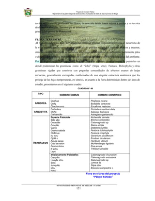 Proyecto de Inversión Pública
Mejoramiento de la gestión integral de residuos sólidos municipales del distrito de Ayaviri provincia de Melgar
suelos relativamente profundos, arcillosos, de reacción ácida, tonos rojizos a pardos y en secotes
de depósitos fluviales limosos que se asimilan al
grupo edafogénico de Phaeozema.
FLORA TERRESTRE.
Al respecto indicamos que, las variaciones térmicas afectan preponderantemente el desarrollo de
la vida vegetal, por lo tanto muchas especies no pueden resistir los cambios bruscos y mueren;
otras en cambio, modifican su estructura morfológica cubriéndose de indumento fuertemente pilos
o de una capa de resina impermeable con la cual pueden tolerar el frío y la sequedad del ambiente.
Por su ubicación, la flora típica del área del Proyecto consiste principalmente de pajonales en
donde predominan las gramíneas como el “ichu” (Stipa ichu); Festuca, Dolicphylla y otras
gramíneas rígidas que conviven con pequeñas comunidades de arbustos enanos de hojas
coriáceas, generalmente corrugadas, conformadas de una singular estructura anatómica que les
protege de las bajas temperaturas, en síntesis, en cuanto a la flora determinado dentro del área de
estudio, presentamos en el siguiente cuadro
CUADRO Nº 48
TIPO
NOMBRE COMUN NOMBRE CIENTIFICO
ARBOREA
Queñua
Qolly
Chachacomo
Polylepis incana
Buddjelia coreacea
Escallonia resinosa
ARBUSTIVA
Cortadera
Muña
Garbancillo
Cortaderia nudiusculata
Satureja boliviana
Astragalus garbancillo
HERBACEOS
Especie Palatable
Sillo sillo
Cebadilla
Crispillo
Carex
Grama salada
Chillihua
Iru ichu
Ojotil o
Awuja awuja
Cola de ratón
Grama dulce
K´achu
Layo
Alchemilia pinnata
Bromus unioloides
Calamagrostis sp
Carex simple
Distichlis humilis
Festuca dolichophylla
Festuca ortophyla
Geranium sissiliflorum
Erodium cicutarium
Hordeum viticum
Muhlembergia ligularis
Poa annua
Trifolium amabile
Medianamente Palatables
Crespillo
Huaylla ichu
Sora
Junquillo
Ichu
Nabo
Calamagrostis vicunarum
Calamagrostis antoniana
Calamagrostis sp
Juncus sp
Stipa ichu
Brassica campestris L
Flora en el área del proyecto
“Paraje Yuncco”
____________________________________________________________________________________________________________________
MUNICIPALIDAD PROVINCIAL DE MELGAR - AYAVIRI
121
 