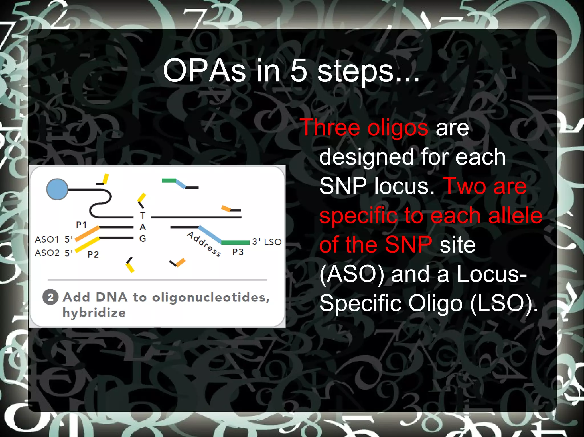 OPAs in 5 steps...
         Three oligos are
          designed for each
          SNP locus. Two are
          specific to each allele
          of the SNP site
          (ASO) and a Locus-
          Specific Oligo (LSO).
 