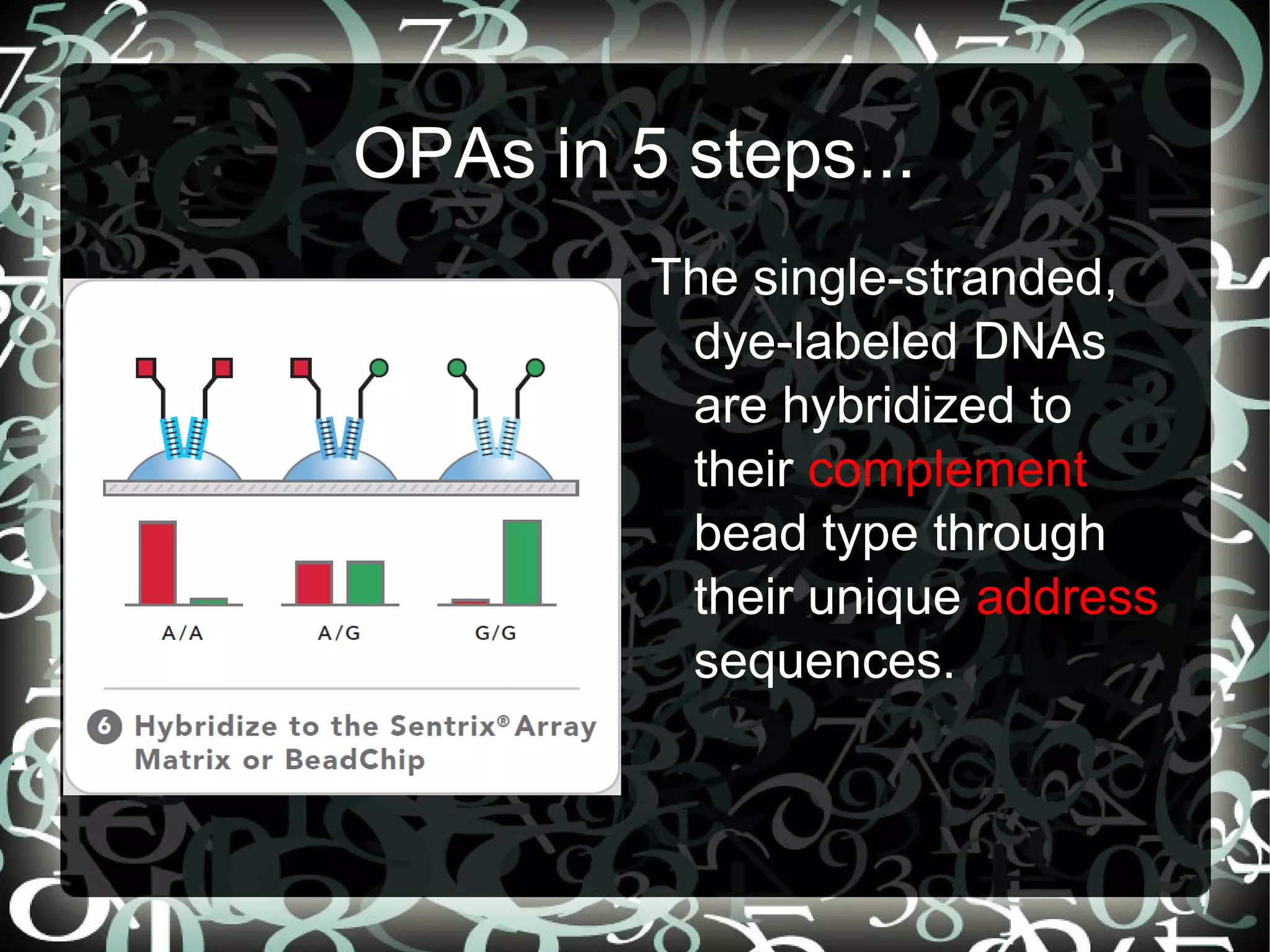 OPAs in 5 steps...
         The single-stranded,
          dye-labeled DNAs
          are hybridized to
          their complement
          bead type through
          their unique address
          sequences.
 