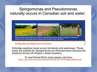 Spingomonas and Pseudomonas
naturally occurs in Canadian soil and water.




 Enbridge pipelines travel across farmlands and waterways. These
 areas are suitable for Spingomonas and Pseudomonas because the
 bacterias thrives off nitrates in these locations.
            To read Daniel Bird's study please visit here:
      https://wiki.duke.edu/download/attachments/10715770/08BurdReport.pdf
 