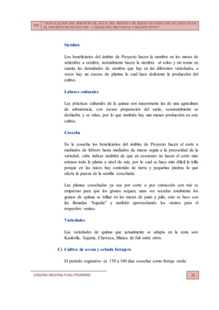 PIP:
“INSTALACIÓN DEL SERVICIO DE AGUA DEL SISTEMA DE RIEGO TECNIFICADO HUARIJUYO EN
EL DISTRITO DE PICHACANI – LARAQUERI, PROVINCIA Y REGIÓN PUNO”
GOBIERNO REGIONALPUNO | PRORRIDRE 75
Siembra
Los beneficiarios del ámbito de Proyecto hacen la siembra en los meses de
setiembre a octubre, normalmente hacen la siembra al voleo y sin tomar en
cuenta las densidades de siembra que hay en las diferentes variedades, a
veces hay un exceso de plantas lo cual hace deficiente la producción del
cultivo.
Labores culturales
Las prácticas culturales de la quinua son mayormente las de una agricultura
de subsistencia, con escasa preparación del suelo, ocasionalmente se
deshierba y se ralea, por lo que también hay una menor producción en este
cultivo.
Cosecha
En la cosecha los beneficiarios del ámbito de Proyecto hacen el corte a
mediados de febrero hasta mediados de marzo según a la precocidad de la
variedad, cabe indicar también de que en ocasiones no hacen el corte sino
extraen toda la planta a nivel de raíz, por lo cual se hace más difícil la trilla
porque en las raíces hay contenido de tierra y pequeñas piedras lo que
afecta la pureza de la semilla cosechada.
Las plantas cosechadas ya sea por corte o por extracción con raíz se
emparvan para que los granos sequen, unas ves secadas totalmente los
granos de quinua se trillan en los meses de junio a julio, esto se hace con
las llamadas “kupaña” y también aprovechando los vientos para el
respectivo venteo.
Variedades
Las variedades de quinua que actualmente se adapta en la zona son:
Kankolla, Sajama, Cheweca, Blanca de Juli entre otros.
C) Cultivo de avena y cebada forrajera
El periodo vegetativo es 150 a 180 dias cosechar como forraje verde.
 