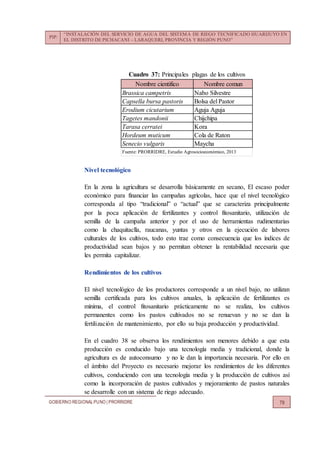 PIP:
“INSTALACIÓN DEL SERVICIO DE AGUA DEL SISTEMA DE RIEGO TECNIFICADO HUARIJUYO EN
EL DISTRITO DE PICHACANI – LARAQUERI, PROVINCIA Y REGIÓN PUNO”
GOBIERNO REGIONALPUNO | PRORRIDRE 79
Cuadro 37: Principales plagas de los cultivos
Nivel tecnológico
En la zona la agricultura se desarrolla básicamente en secano, El escaso poder
económico para financiar las campañas agrícolas, hace que el nivel tecnológico
corresponda al tipo “tradicional” o “actual” que se caracteriza principalmente
por la poca aplicación de fertilizantes y control fitosanitario, utilización de
semilla de la campaña anterior y por el uso de herramientas rudimentarias
como la chaquitaclla, raucanas, yuntas y otros en la ejecución de labores
culturales de los cultivos, todo esto trae como consecuencia que los índices de
productividad sean bajos y no permitan obtener la rentabilidad necesaria que
les permita capitalizar.
Rendimientos de los cultivos
El nivel tecnológico de los productores corresponde a un nivel bajo, no utilizan
semilla certificada para los cultivos anuales, la aplicación de fertilizantes es
mínima, el control fitosanitario prácticamente no se realiza, los cultivos
permanentes como los pastos cultivados no se renuevan y no se dan la
fertilización de mantenimiento, por ello su baja producción y productividad.
En el cuadro 38 se observa los rendimientos son menores debido a que esta
producción es conducido bajo una tecnología media y tradicional, donde la
agricultura es de autoconsumo y no le dan la importancia necesaria. Por ello en
el ámbito del Proyecto es necesario mejorar los rendimientos de los diferentes
cultivos, conduciendo con una tecnología media y la producción de cultivos así
como la incorporación de pastos cultivados y mejoramiento de pastos naturales
se desarrolle con un sistema de riego adecuado.
Nombre cientifico Nombre comun
Brassica campetris Nabo Silvestre
Capsella bursa pastoris Bolsa del Pastor
Erodium cicutarium Aguja Aguja
Tagetes mandonii Chijchipa
Tarasa cerratei Kora
Hordeum muticum Cola de Raton
Senecio vulgaris Maycha
Fuente: PRORRIDRE, Estudio Agrosocioeconómico, 2013
 