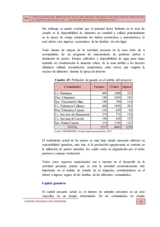 PIP:
“INSTALACIÓN DEL SERVICIO DE AGUA DEL SISTEMA DE RIEGO TECNIFICADO HUARIJUYO EN
EL DISTRITO DE PICHACANI – LARAQUERI, PROVINCIA Y REGIÓN PUNO”
GOBIERNO REGIONALPUNO | PRORRIDRE 84
Sin embargo se puede concluir que el principal factor limitante en la zona de
estudio es la disponibilidad de alimentos en cantidad y calidad principalmente
en la época de estiaje reduciendo los índices productivos y reproductivos, lo
cual afecta a los ingresos económicos de las familias de este lugar.
Todo intento de mejora de la actividad pecuaria en la zona debe de ir
acompañada, de un programa de mejoramiento de praderas nativas e
instalación de pastos, forrajes cultivados y disponibilidad de agua para riego;
teniendo en consideración la situación crítica, de la zona debido a los factores
climáticos (altitud, precipitación, temperatura, entre otros), que originan la
escasez de alimentos durante la época de invierno.
Cuadro 43: Población de ganado en el ámbito del proyecto
El rendimiento actual de los pastos es muy bajo siendo necesario elaborar su
soportabilidad ganadera, más aún, si la producción agropecuaria se sustenta en
la utilización de pastos naturales, los cuales están en degradación por el sobre
pastoreo y manejo tradicional.
Todos estos aspectos mencionados van a mermar en el desarrollo de la
actividad pecuaria, puesto que es esta la actividad económicamente más
importante en el ámbito de estudio de la irrigación, constituyéndose en el
ahorro e ingreso seguro de las familias de las diferentes comunidades.
Capital ganadero
El capital pecuario actual es el número de animales presentes en un área
específica en un tiempo determinado. En las comunidades en estudio
Cc. Huarijuyo 480 1800 252
Parc. Chuputani 180 1050 101
Sec. Vizcachani Collpa 180 740 114
Cc. Tolamarca Callanca 400 1850 201
Parc.Tolamarca Cajsata 126 630 83
Cc. San Jose de Huancarani 279 775 176
Cc. San juan de Laconi 198 630 152
Sec. Putuni Cajsata 374 1190 191
TOTAL 2217 8665 1270
Comunidades Vacunos Ovinos
Fuente: PRORRIDRE, Estudio Agrosocioeconómico, 2013
Alpacas
 