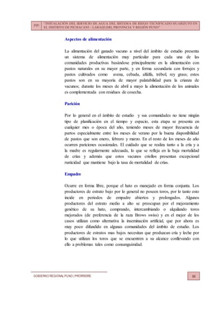 PIP:
“INSTALACIÓN DEL SERVICIO DE AGUA DEL SISTEMA DE RIEGO TECNIFICADO HUARIJUYO EN
EL DISTRITO DE PICHACANI – LARAQUERI, PROVINCIA Y REGIÓN PUNO”
GOBIERNO REGIONALPUNO | PRORRIDRE 86
Aspectos de alimentación
La alimentación del ganado vacuno a nivel del ámbito de estudio presenta
un sistema de alimentación muy particular para cada una de las
comunidades productivas basándose principalmente en la alimentación con
pastos naturales en su mayor parte, y en forma secundaria con forrajes y
pastos cultivados como avena, cebada, alfalfa, trébol, rey grass; estos
pastos son en su mayoría de mayor palatabilidad para la crianza de
vacunos; durante los meses de abril a mayo la alimentación de los animales
es complementada con residuos de cosecha.
Parición
Por lo general en el ámbito de estudio y sus comunidades no tiene ningún
tipo de planificación en el tiempo y espacio, esta etapa se presenta en
cualquier mes o época del año, teniendo meses de mayor frecuencia de
partos especialmente entre los meses de verano por la buena disponibilidad
de pastos que son enero, febrero y marzo. En el resto de los meses de año
ocurren pariciones ocasionales. El cuidado que se realiza tanto a la cría y a
la madre es regularmente adecuada, lo que se refleja en la baja mortalidad
de crías y además que estos vacunos criollos presentan excepcional
rusticidad que mantiene bajo la tasa de mortalidad de crías.
Empadre
Ocurre en forma libre, porque el hato es manejado en forma conjunta. Los
productores de estrato bajo por lo general no poseen toros, por lo tanto esto
incide en periodos de empadre abiertos y prolongados. Algunos
productores del estrato medio a alto se preocupan por el mejoramiento
genético de su hato, comprando, intercambiando o alquilando toros
mejorados (de preferencia de la raza Brows swiss) y en el mejor de los
casos utilizan como alternativa la inseminación artificial, que por ahora es
muy poco difundido en algunas comunidades del ámbito de estudio. Los
productores de estratos mas bajos necesitan que produzcan cría y leche por
lo que utilizan los toros que se encuentren a su alcance conllevando con
ello a problemas tales como consanguinidad.
 