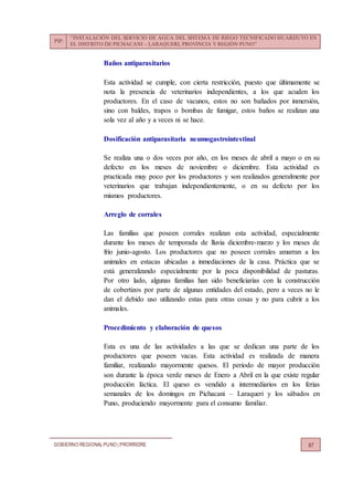 PIP:
“INSTALACIÓN DEL SERVICIO DE AGUA DEL SISTEMA DE RIEGO TECNIFICADO HUARIJUYO EN
EL DISTRITO DE PICHACANI – LARAQUERI, PROVINCIA Y REGIÓN PUNO”
GOBIERNO REGIONALPUNO | PRORRIDRE 87
Baños antiparasitarios
Esta actividad se cumple, con cierta restricción, puesto que últimamente se
nota la presencia de veterinarios independientes, a los que acuden los
productores. En el caso de vacunos, estos no son bañados por inmersión,
sino con baldes, trapos o bombas de fumigar, estos baños se realizan una
sola vez al año y a veces ni se hace.
Dosificación antiparasitaria neumogastrointestinal
Se realiza una o dos veces por año, en los meses de abril a mayo o en su
defecto en los meses de noviembre o diciembre. Esta actividad es
practicada muy poco por los productores y son realizados generalmente por
veterinarios que trabajan independientemente, o en su defecto por los
mismos productores.
Arreglo de corrales
Las familias que poseen corrales realizan esta actividad, especialmente
durante los meses de temporada de lluvia diciembre-marzo y los meses de
frío junio-agosto. Los productores que no poseen corrales amarran a los
animales en estacas ubicadas a inmediaciones de la casa. Práctica que se
está generalizando especialmente por la poca disponibilidad de pasturas.
Por otro lado, algunas familias han sido beneficiarias con la construcción
de cobertizos por parte de algunas entidades del estado, pero a veces no le
dan el debido uso utilizando estas para otras cosas y no para cubrir a los
animales.
Procedimiento y elaboración de quesos
Esta es una de las actividades a las que se dedican una parte de los
productores que poseen vacas. Esta actividad es realizada de manera
familiar, realizando mayormente quesos. El periodo de mayor producción
son durante la época verde meses de Enero a Abril en la que existe regular
producción láctica. El queso es vendido a intermediarios en los ferias
semanales de los domingos en Pichacani – Laraqueri y los sábados en
Puno, produciendo mayormente para el consumo familiar.
 
