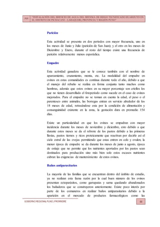 PIP:
“INSTALACIÓN DEL SERVICIO DE AGUA DEL SISTEMA DE RIEGO TECNIFICADO HUARIJUYO EN
EL DISTRITO DE PICHACANI – LARAQUERI, PROVINCIA Y REGIÓN PUNO”
GOBIERNO REGIONALPUNO | PRORRIDRE 89
Parición
Esta actividad se presenta en dos periodos con mayor frecuencia, uno en
los meses de Junio y Julio (parición de San Juan); y el otro en los meses de
Diciembre y Enero, durante el resto del tiempo existe una frecuencia de
parición relativamente menos esporádica.
Empadre
Esta actividad ganadera que se le conoce también con el nombre de
apareamiento, cruzamiento, monta, etc. La modalidad del empadre en
ovinos en estas comunidades es continua durante todo el año, debido a que
el manejo del rebaño se realiza en forma conjunta tanto machos como
hembras, además que estos ovinos en su mayor porcentaje son criollos los
que no tienen desarrollado el fotoperiodo como sucede en el caso de ovinos
mejorados. Para el empadre no se toman en cuenta la edad, el peso o el
parentesco entre animales, las borregas entran en servicio alrededor de los
18 meses de edad, retrasándose esta por la condición de alimentación y
consanguinidad existente en la zona, la gestación dura en promedio 154
días.
Existe un particularidad en que los ovinos se empadran con mayor
incidencia durante los meses de noviembre y diciembre, esto debido a que
durante estos meses se da el rebrote de los pastos debido a las primeras
lluvias, pastos tiernos y ricos proteicamente que reactivan por decirlo así el
ciclo estral de las ovejas permitiendo que estas entren en celo y ovulen; la
menor época de empadre se da durante los meses de junio a agosto, época
de estiaje que no permite que los nutrientes aportados por los pastos sean
destinados para producción sino más bien solo estos escasos nutrientes
cubran las exigencias de mantenimiento de estos ovinos.
Baños antiparasitarios
La mayoría de las familias que se encuentran dentro del ámbito de estudio,
ya no realizan esta faena razón por la cual buen número de los ovinos
presentan ectoparásitos, como garrapatas y sarna quedando abandonados
los bañaderos que se construyeron anteriormente. Existe poco interés por
parte de los comuneros en realizar baños antiparasitarios debido a la
aparición en el mercado de productos farmacológicos como las
 