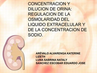 CONCENTRACION Y
DILUCION DE ORINA:
REGULACION DE LA
OSMOLARIDAD DEL
LIQUIDO EXTRACELULAR Y
DE LA CONCENTRACION DE
SODIO.
ARÉVALO ALVARENGA KATERINE
LIZETH
LUNA SABRINA NATALY
SANCHEZ ESCOBAR EDUARDO JOSE
 