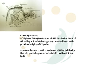 Check ligaments:
+Originate from periosteum of PP1 just inside walls of
A2 pulley at its distal margin and are confluent with
proximal origins of C1 pulley

+prevent hyperextension while permitting full flexion
thereby providing maximum stability with minimum
bulk
 