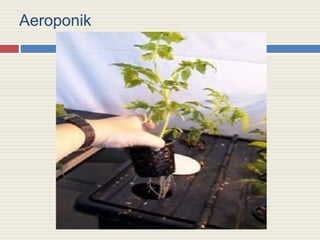 Aeroponik
 