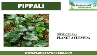 PIPPALI
WWW.PLANETAYURVEDA.COM
PRESENTED BY:-
PLANET AYURVEDA
 