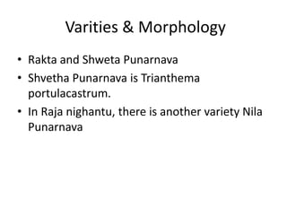 Varities & Morphology
• Rakta and Shweta Punarnava
• Shvetha Punarnava is Trianthema
portulacastrum.
• In Raja nighantu, there is another variety Nila
Punarnava
 