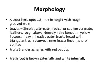 Morphology
• A stout herb upto 1.5 mtrs in height with rough
grooved stem
• Leaves – Simple , alternate , radical or cauline , crenate,
leathery, rough above, densely hairy beneath , yellow
flowers, many in heads , outer bracts broad with
triangular tips , recurved, inner bracts linear , sharp ,
pointed
• Fruits Slender achenes with red pappus
• Fresh root is brown externally and white internally
 