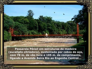 Passarela Pênsil em estruturas de madeira (eucalipto citriodora), sustentada por cabos de aço, com 78 m. de vão livre e 105 m. de comprimento, ligando a Avenida Beira Rio ao Engenho Central... 