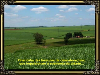 Piracicaba das lavouras de cana-de-açúcar, que impulsionam a economia da cidade... 