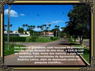 Um campus grandioso, com recursos de  primeiro  mundo, corpo docente de alto nível, a ESALQ-USP se constitui, hoje, numa das maiores e mais bem equipadas Universidades de Agronomia da América Latina, além de destacado centro de pesquisa científica... 