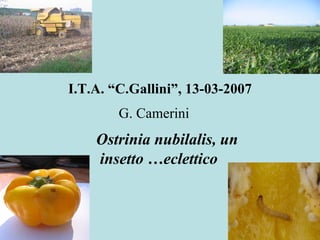 I.T.A. “C.Gallini”, 13-03-2007 G. Camerini     Ostrinia nubilalis, un  insetto …eclettico   