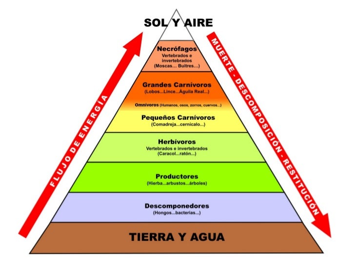 Resultado de imagen para piramide trofica