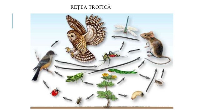 piramide ecologice