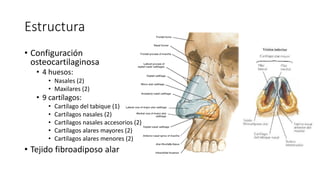 Aparato Respiratorio: Región nasal.- Pirámide nasal | PDF