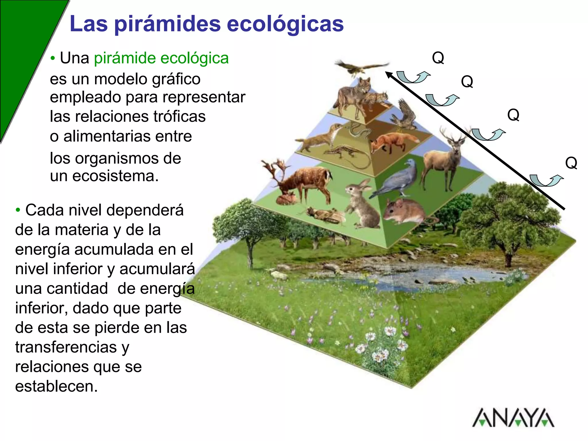 Pir mide De Ecosistemas
