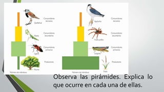 Observa las pirámides. Explica lo
que ocurre en cada una de ellas.
 