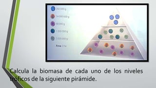 Calcula la biomasa de cada uno de los niveles
tróficos de la siguiente pirámide.
 