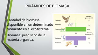 PIRÁMIDES DE BIOMASA
•Cantidad de biomasa
disponible en un determinado
momento en el ecosistema.
•Biomasa: peso seco de la
materia orgánica.
 