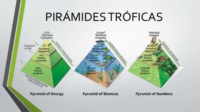 que son las piramides cadenas y redes troficas pir 225 mides tr 243 ficas que son las piramides cadenas y redes troficas pir 225 mides tr 243 ficas