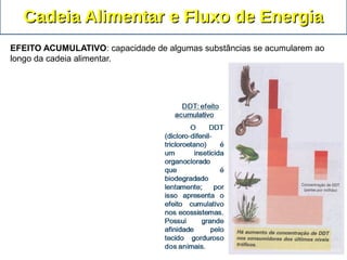 EFEITO ACUMULATIVO: capacidade de algumas substâncias se acumularem ao
longo da cadeia alimentar.
Cadeia Alimentar e Fluxo de EnergiaCadeia Alimentar e Fluxo de Energia
 