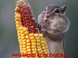 PIRÂMIDES ECOLÓGICASPIRÂMIDES ECOLÓGICAS
 