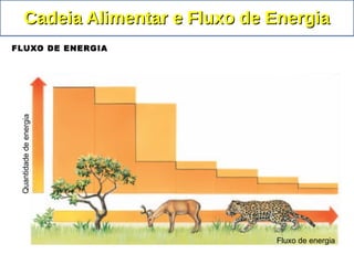 FLUXO DE ENERGIA
Fluxo de energia
Quantidadedeenergia
Cadeia Alimentar e Fluxo de EnergiaCadeia Alimentar e Fluxo de Energia
 