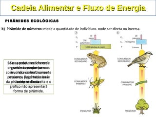 b) Pirâmide de números: mede a quantidade de indivíduos, pode ser direta ou inversa.
Se os produtores forem
organismos pequenos e os
consumidores relativamente
maiores, a pirâmide será
sempre direta.
Se os produtores forem
organismos pequenos e os
consumidores relativamente
maiores, a pirâmide será
sempre direta.
Se os produtores forem de
grande tamanho (uma
árvore) e os herbívoros
pequenos (lagartas) a base
da pirâmide será estreita e o
gráfico não apresentará
forma de pirâmide.
Se os produtores forem de
grande tamanho (uma
árvore) e os herbívoros
pequenos (lagartas) a base
da pirâmide será estreita e o
gráfico não apresentará
forma de pirâmide.
Cadeia Alimentar e Fluxo de EnergiaCadeia Alimentar e Fluxo de Energia
PIRÂMIDES ECOLÓGICAS
 