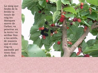 La sang que
brollà de la
ferida va
tenyir de
roig les
blanques
mores de
l’arbre; va
penetrar en
la terra i va
arribar fins
a les arrels,
de manera
que el color
roig va
ascendir pel
tronc fins
als fruits.
 