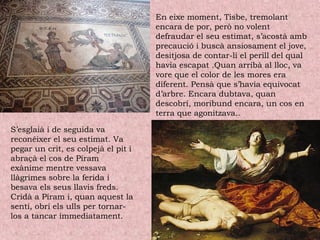 En eixe moment, Tisbe, tremolant
encara de por, però no volent
defraudar el seu estimat, s’acostà amb
precaució i buscà ansiosament el jove,
desitjosa de contar-li el perill del qual
havia escapat .Quan arribà al lloc, va
vore que el color de les mores era
diferent. Pensà que s’havia equivocat
d’arbre. Encara dubtava, quan
descobrí, moribund encara, un cos en
terra que agonitzava..
S’esglaià i de seguida va
reconéixer el seu estimat. Va
pegar un crit, es colpejà el pit i
abraçà el cos de Píram
exànime mentre vessava
llàgrimes sobre la ferida i
besava els seus llavis freds.
Cridà a Píram i, quan aquest la
sentí, obrí els ulls per tornar-
los a tancar immediatament.
 
