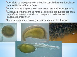 *A espécie quando jovem é conhecida com Bodeco em função do
seu habito de saltar na água
*O macho agita a água envolta dos ovos para melhor oxigenação
*As larvas permanecem no ninho ate o sexto dia quando sobem a
superfície formando cardumes compactos nadando sobre a
cabeça do progenitor
*Com esta idade eles começam a se alimentar de plâncton
 