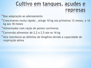 *Boa adaptação ao adensamento
*Crescimento muito rápido , atinge 10 kg nos primeiros 12 meses, e 16
kg aos 18 meses
*Alimentados com ração de peixes carnívoros
*Conversão alimentar de 2,2 a 2,5 ate os 16 kg
*Alta tolerância ao defeitos de Oxigênio devido a capacidade de
respiração aérea
 