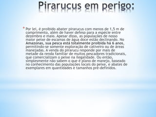 * Por lei, é proibido abater pirarucus com menos de 1,5 m de
comprimento, além de haver defeso para a espécie entre
dezembro e maio. Apesar disso, as populações de nosso
maior peixe de escamas de água doce estão declinando. No
Amazonas, sua pesca está totalmente proibida há 6 anos,
permitindo-se somente exploração de cativeiro ou de áreas
manejadas. A venda do pirarucu responde por mais de
metade da renda familiar de muitos pescadores tradicionais,
que comercializam o peixe na ilegalidade. Ou então,
simplesmente não sabem o que é plano de manejo, baseado
no conhecimento das populações locais do peixe, e abates de
exemplares em quantidades e tamanhos pré-definidos.
 