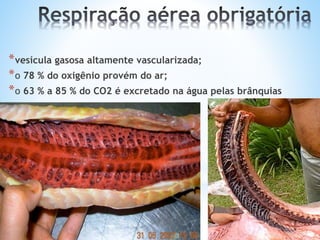 *vesícula gasosa altamente vascularizada;
*o 78 % do oxigênio provém do ar;
*o 63 % a 85 % do CO2 é excretado na água pelas brânquias
 