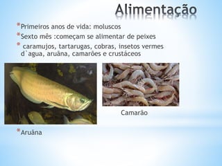 *Primeiros anos de vida: moluscos
*Sexto mês :começam se alimentar de peixes
* caramujos, tartarugas, cobras, insetos vermes
d`agua, aruãna, camarões e crustáceos
* Camarão
*Aruãna
 