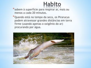 *sobem à superfície para respirar ar, mais ou
menos a cada 20 minutos.
*Quando está no tempo da seca, os Pirarucus
podem atravessar grandes distâncias em terra
firme (usando apenas o oxigênio do ar)
procurando por água.
 