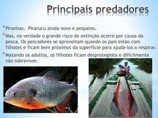 *Piranhas, Pirarucu ainda novo e pequeno.
*Mas, na verdade o grande risco de extinção ocorre por causa da
pesca. Os pescadores se aproveitam quando os pais estão com
filhotes e ficam bem próximos da superfície para ajudá-los a respirar.
*Matando os adultos, os filhotes ficam desprotegidos e dificilmente
vão sobreviver.
 