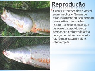 *A única diferença física visível
entre machos e fêmeas de
pirarucu ocorre em seu período
reprodutivo: nos machos
(acima), a faixa laranja que
percorre o corpo do peixe
permanece prolongada até a
cabeça do animal, enquanto
nas fêmeas (abaixo) ela é
interrompida.
 