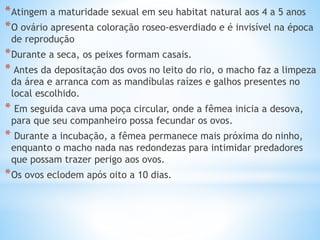 *Atingem a maturidade sexual em seu habitat natural aos 4 a 5 anos
*O ovário apresenta coloração roseo-esverdiado e é invisível na época
de reprodução
*Durante a seca, os peixes formam casais.
* Antes da depositação dos ovos no leito do rio, o macho faz a limpeza
da área e arranca com as mandíbulas raízes e galhos presentes no
local escolhido.
* Em seguida cava uma poça circular, onde a fêmea inicia a desova,
para que seu companheiro possa fecundar os ovos.
* Durante a incubação, a fêmea permanece mais próxima do ninho,
enquanto o macho nada nas redondezas para intimidar predadores
que possam trazer perigo aos ovos.
*Os ovos eclodem após oito a 10 dias.
 