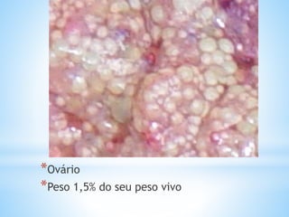 *Ovário
*Peso 1,5% do seu peso vivo
 