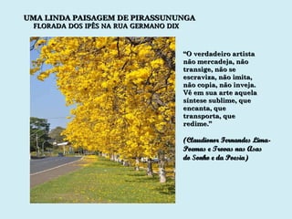 UMA LINDA PAISAGEM DE PIRASSUNUNGA FLORADA DOS IPÊS NA RUA GERMANO DIX “ O verdadeiro artista  não mercadeja, não transige, não se escraviza, não imita, não copia, não inveja. Vê em sua arte aquela  síntese sublime, que encanta, que transporta, que redime.” (Claudionor Fernandes Lima- Poemas e Trovas nas Asas  do Sonho e da Poesia) 