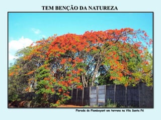 TEM BENÇÃO DA NATUREZA




         Florada do Flamboyant em terreno na Vila Santa Fé
 
