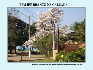 TEM IPÊ BRANCO NA CALÇADA




      Alameda das Acácias com a Praça das Laranjeiras- Cidade Jardim
 