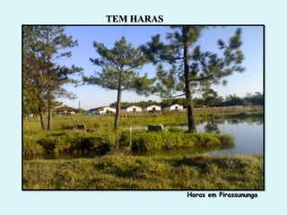 TEM HARAS




            Haras em Pirassununga
 